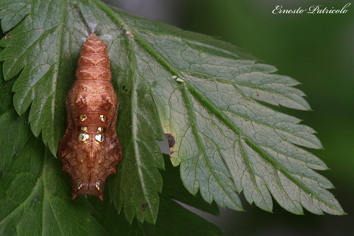 pupa da identificare - Argynnis (Argynnis) paphia